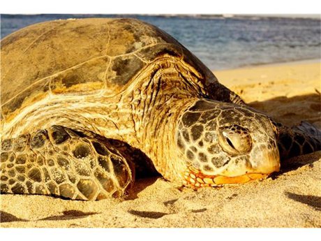 Mokuleia Turtle