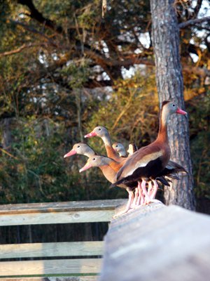 Preserve Offers Opportunities Near Deville Real Estate