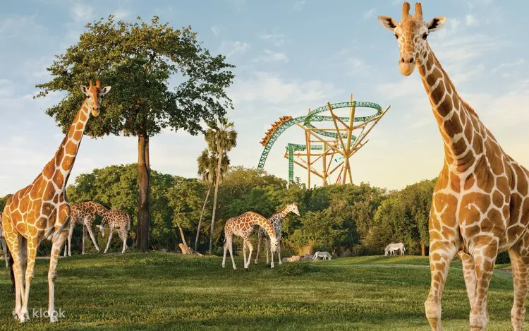 Busch Gardens attraction in Florida