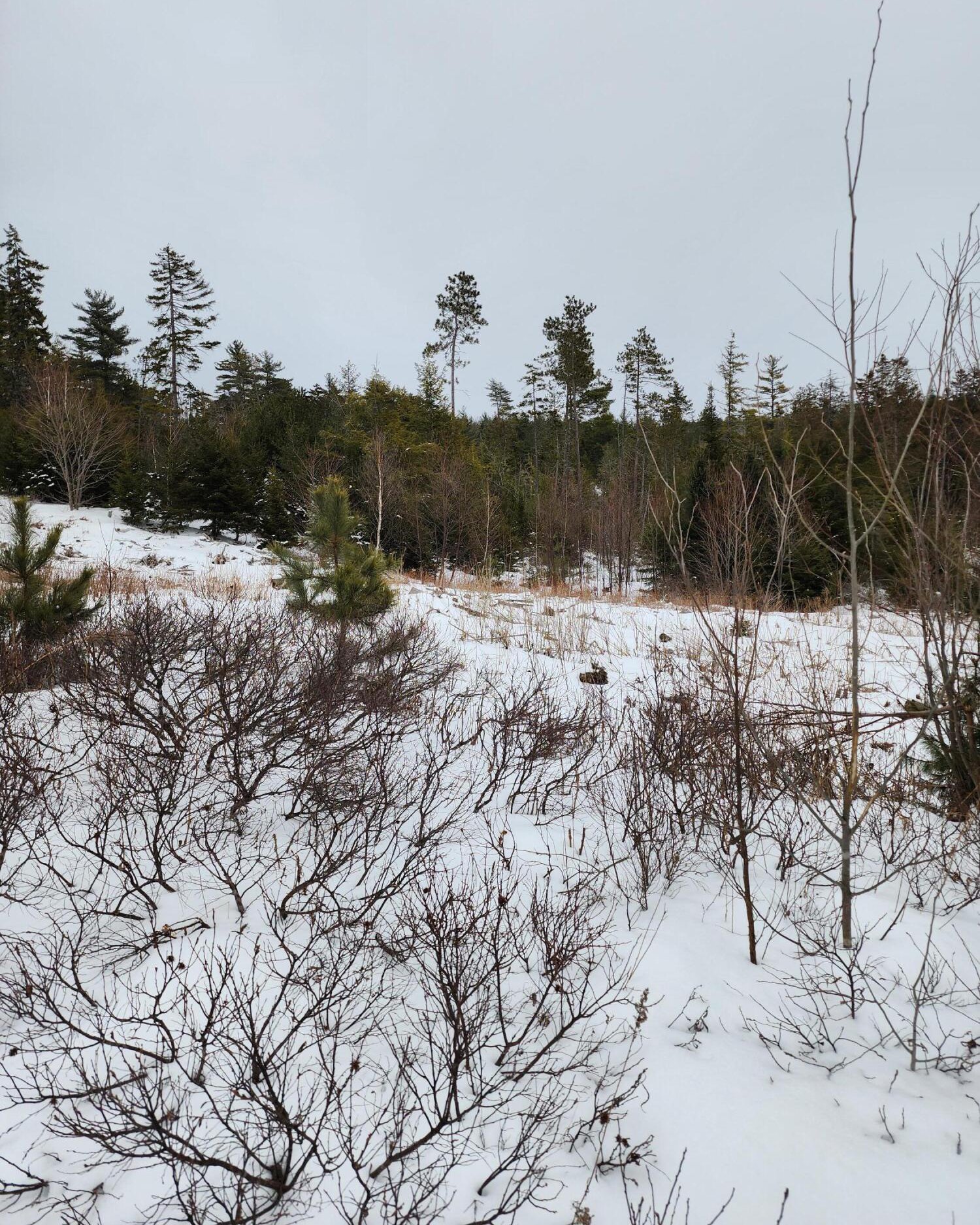 off West Pleasant River Lake Road, Beddington, 04622