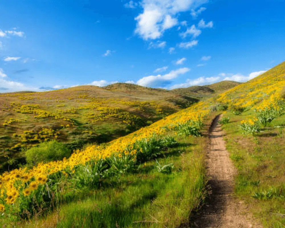 Northeast Boise Real Estate