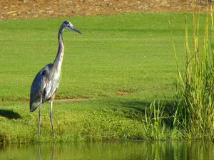 Edisto Birds