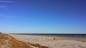 Sandhill Crane Beach