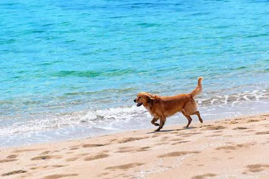 Dog enjoying the beach