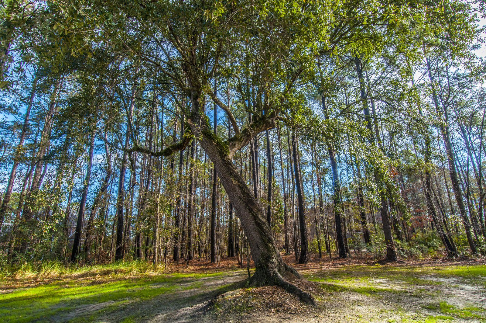 MLS 17003653 Dunes West 1841 Shell Ring Circle, Mount PleasantSC Real
