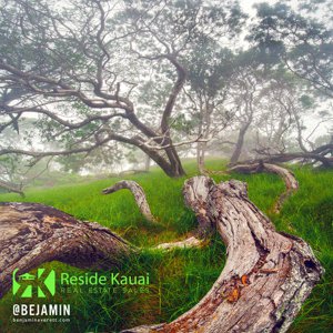 Photograph of Koa Jungle taken by Benjamin Everett for Reside Kauai's Blog.