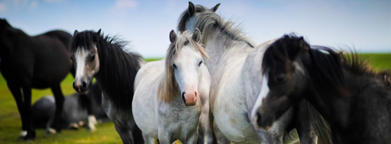 Colorado Horse Properties