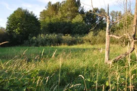 yarrow bay wetlands trail