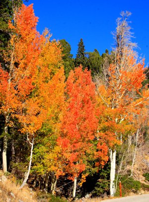 Aspens changing color