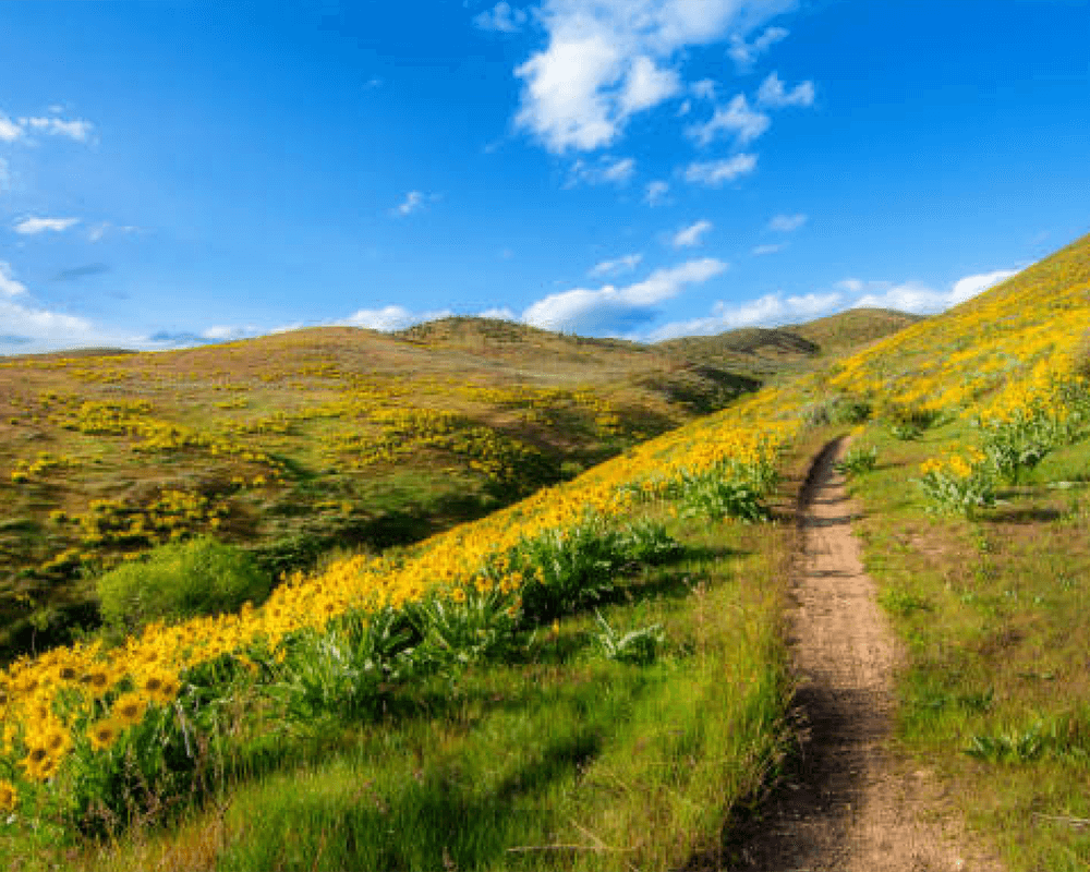 Northeast Boise Real Estate