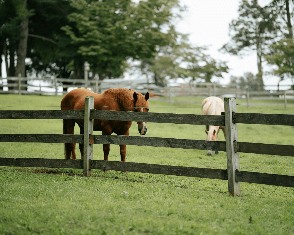 Search North Idaho Horse property for sale with barn and stables