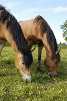 Franklin TN Equestrian Homes for Sale