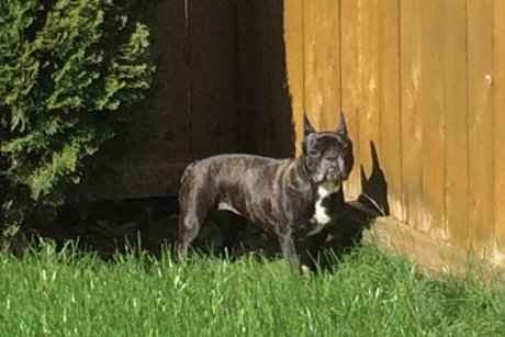 Pearl, the French Bulldog, in the yard