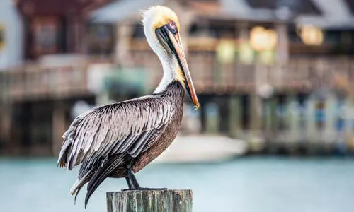 Madeira Beach Real Estate