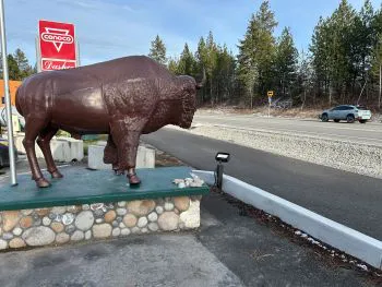 buffalo