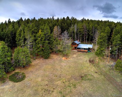Conifer