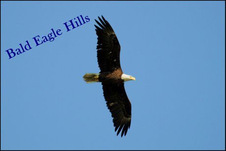 Bald Eagle Hills Real Estate Eagle Image