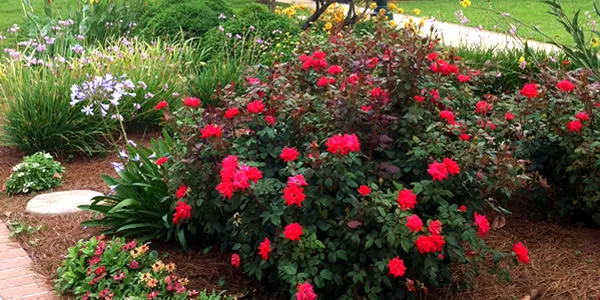 Spring Garden
