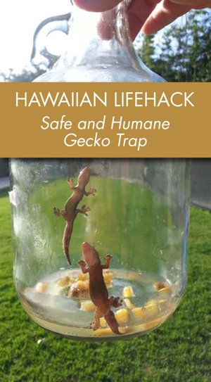 How to Catch a Gecko in a Bottle?