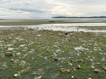 low tide birch bay