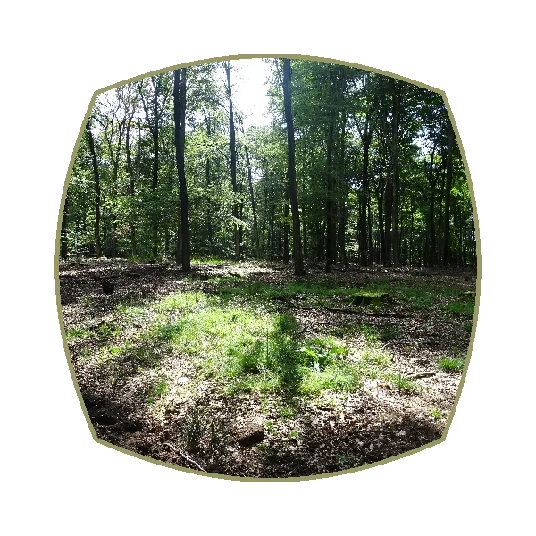 Bare Land