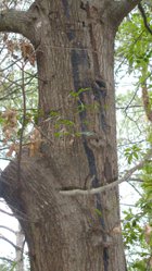 Example of Oak Canker Infection