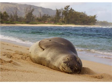 Mokuleia Monk Seal