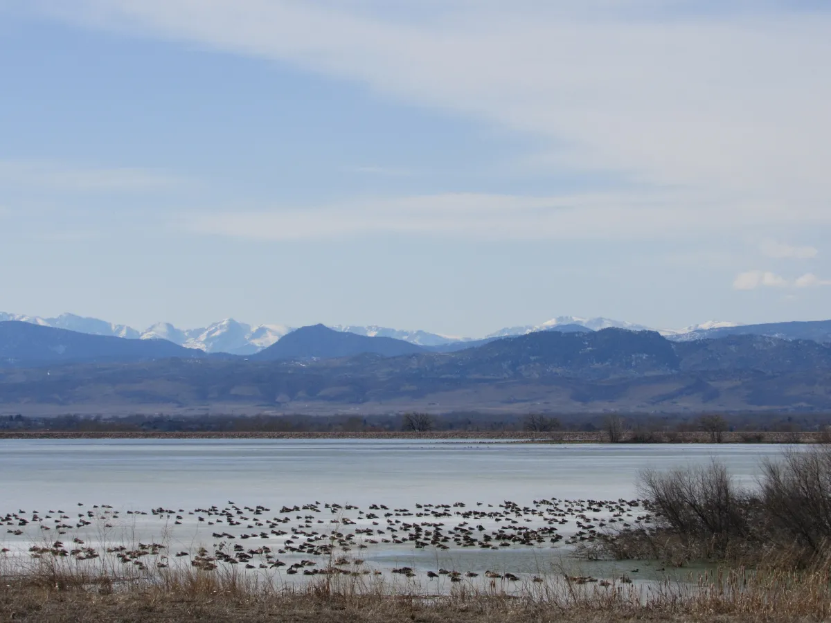 Wildwing Timnath Colorado Realtor Luxury Waterfront Homes